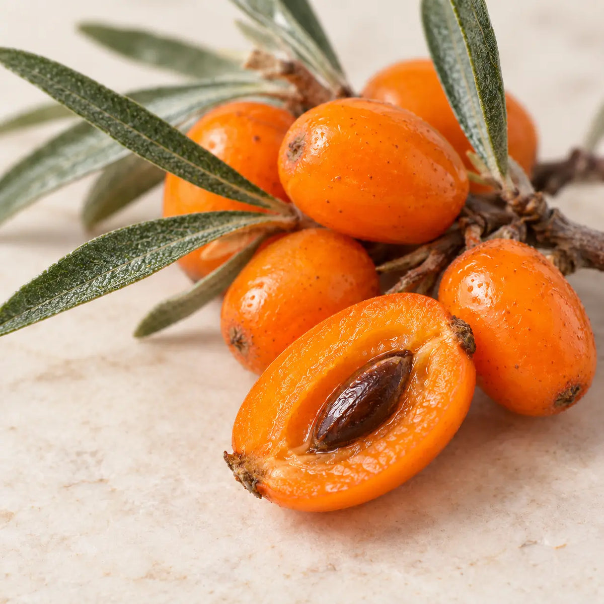 Sea buckthorn